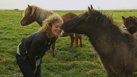 Het Klokhuis | IJslands paard